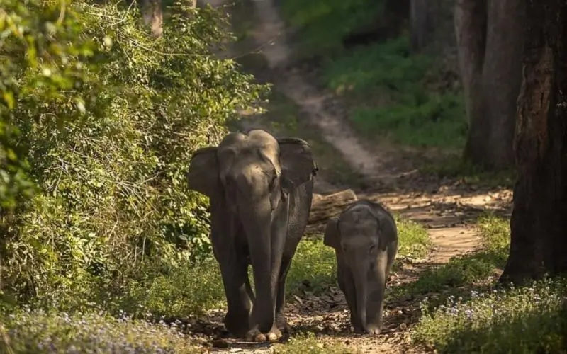 Jim Corbett National